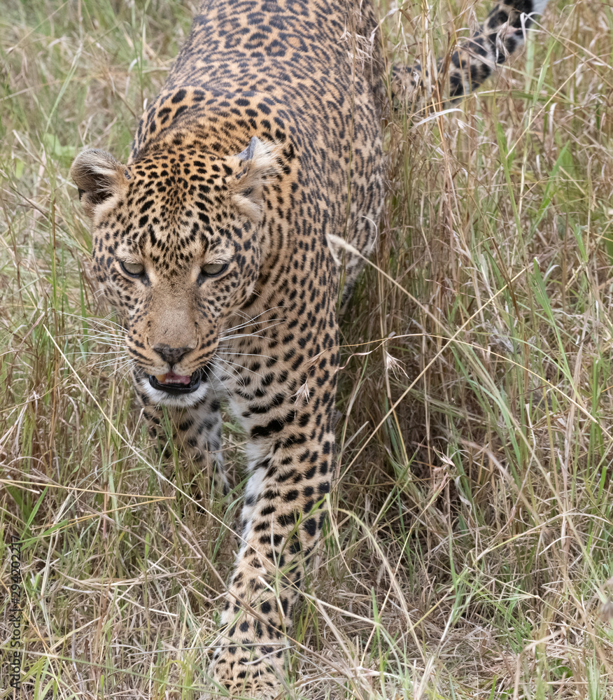Leopard in grass