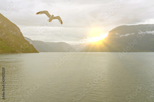 Norwegian fjords sea view with flying seagull and sun rays, Norway