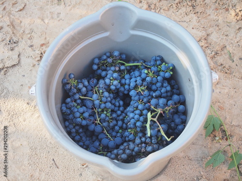 The harvest of black grapes. The berries are in a gray plastic bucket.
