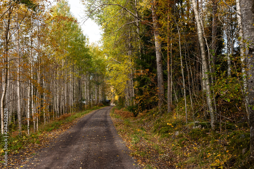 Fototapeta premium Walk on a long, well-colored forest path, surrounded by birch and other trees, somewhere in Sweden