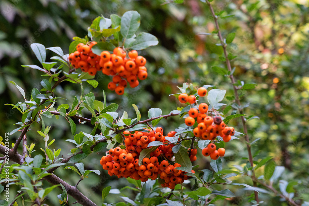 Red rowanberries bunch with green leaves in autumn close up. Red rowanberries bunch with green leaves in autumn close up.