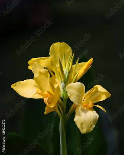 Yellow Flower on Dark Background