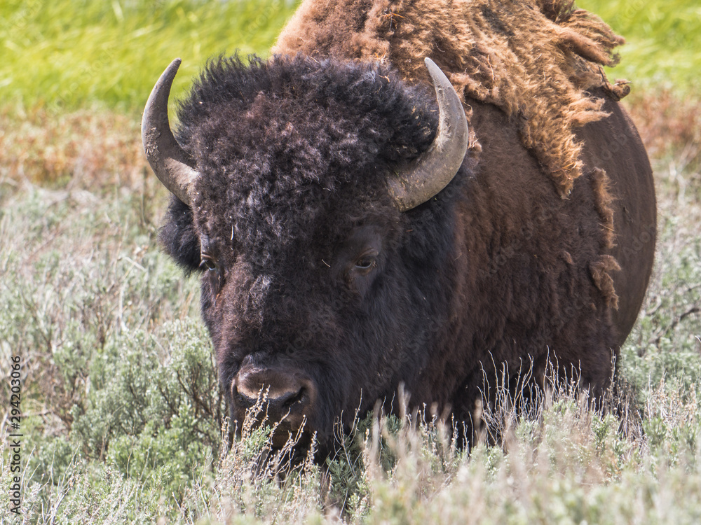 Close-Up of American Male Bison (Bison Bison) at Yellowstone National Park, Wyoming, USA