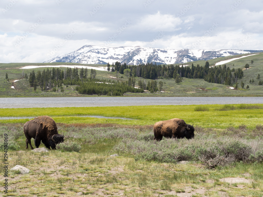 Winter scene with Bisons in Yellowstone National Park, Wyoming, USA