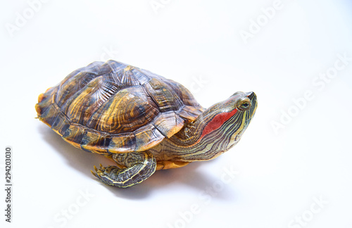 Red-eared turtle, Trachemys scripta on white isolated background. Yellow-bellied water turtle. Close up.
