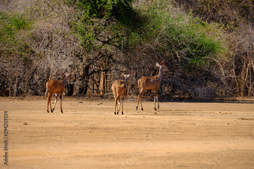 Kudu in Mana Pools National Park  Zimbabwe