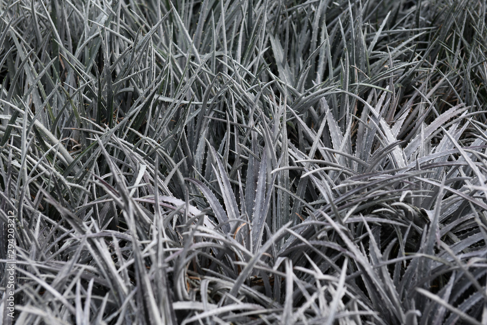 Green White Plant Leaves Background Green White Plant Leaves Background