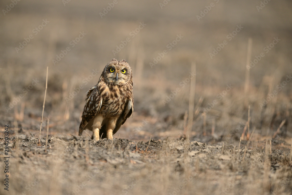 Short-eared Owl seen near Uran,Navi Mumbai,Maharashtra,India Short-eared Owl seen near Uran,Navi Mumbai,Maharashtra,India
