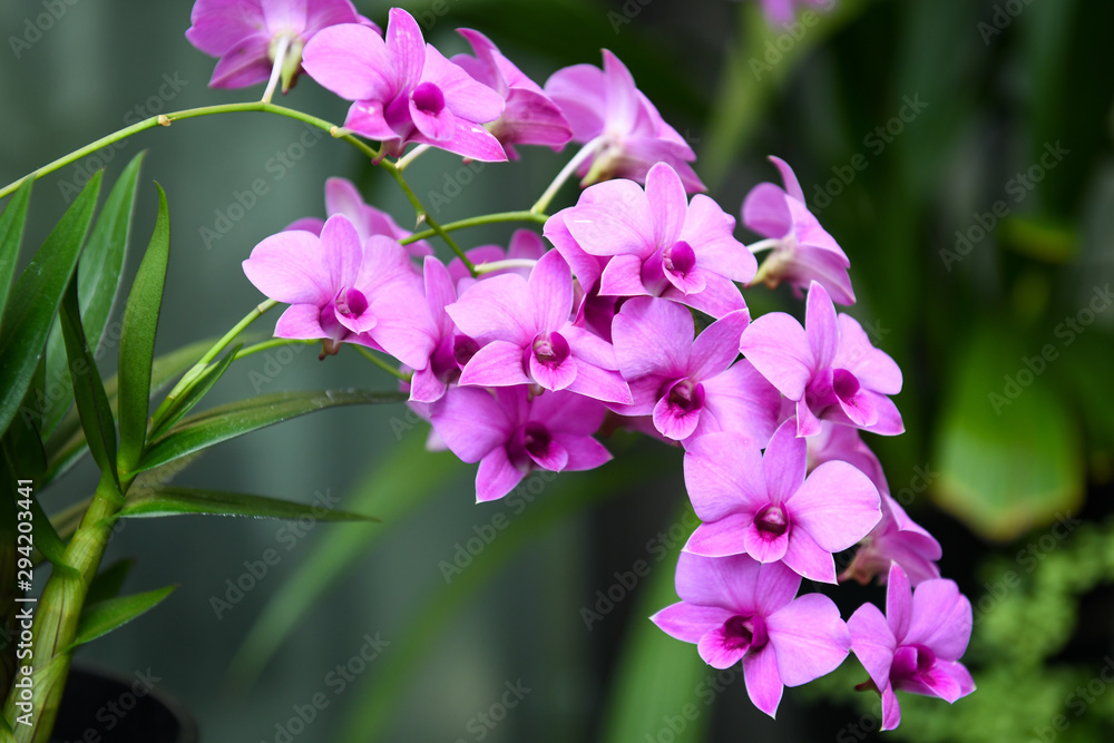Violet Tropical Orchid Flowers