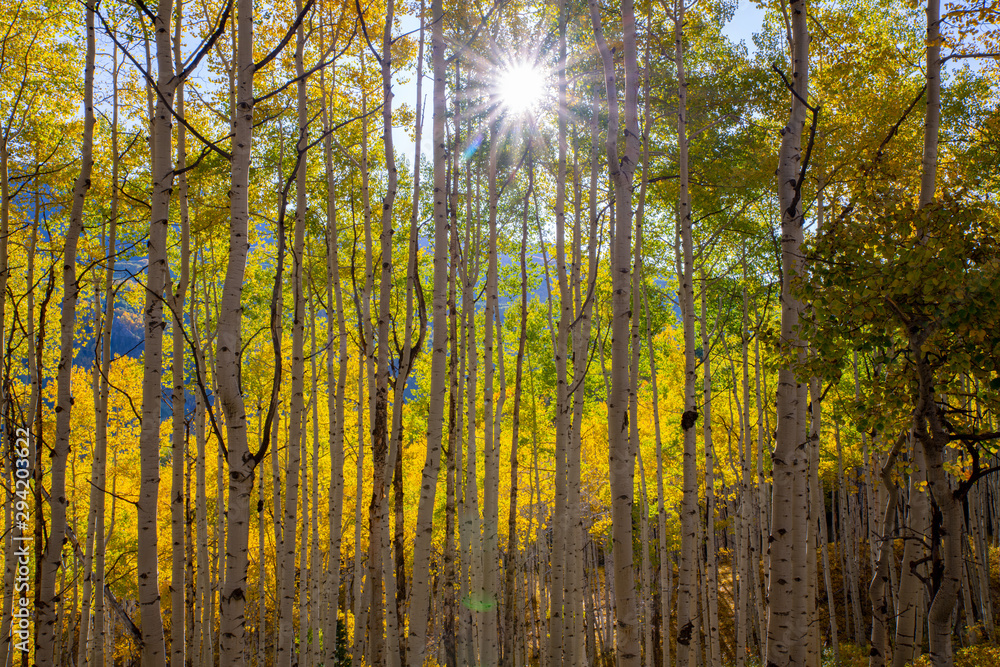 Obraz premium Sun Through Aspens