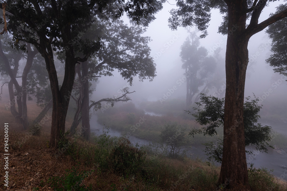 Misty Morning at Mudumalai National Park,Tamilnadu,India Misty Morning at Mudumalai National Park,Tamilnadu,India