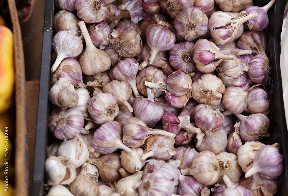 Purple garlic texture background. Fresh garlic on market table close up photo. Vitamin healthy food spice image. Spicy cooking ingredient picture. Pile of purple garlic heads Purple garlic texture background. Fresh garlic on market table close up photo. Vitamin healthy food spice image. Spicy cooking ingredient picture. Pile of purple garlic heads