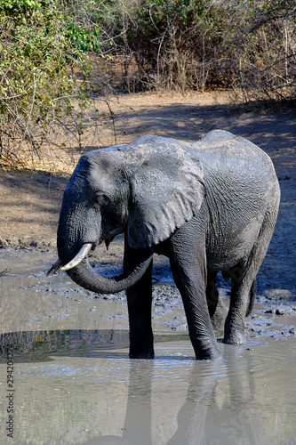 Elephant in Mana Pools National Park  Zimbabwe