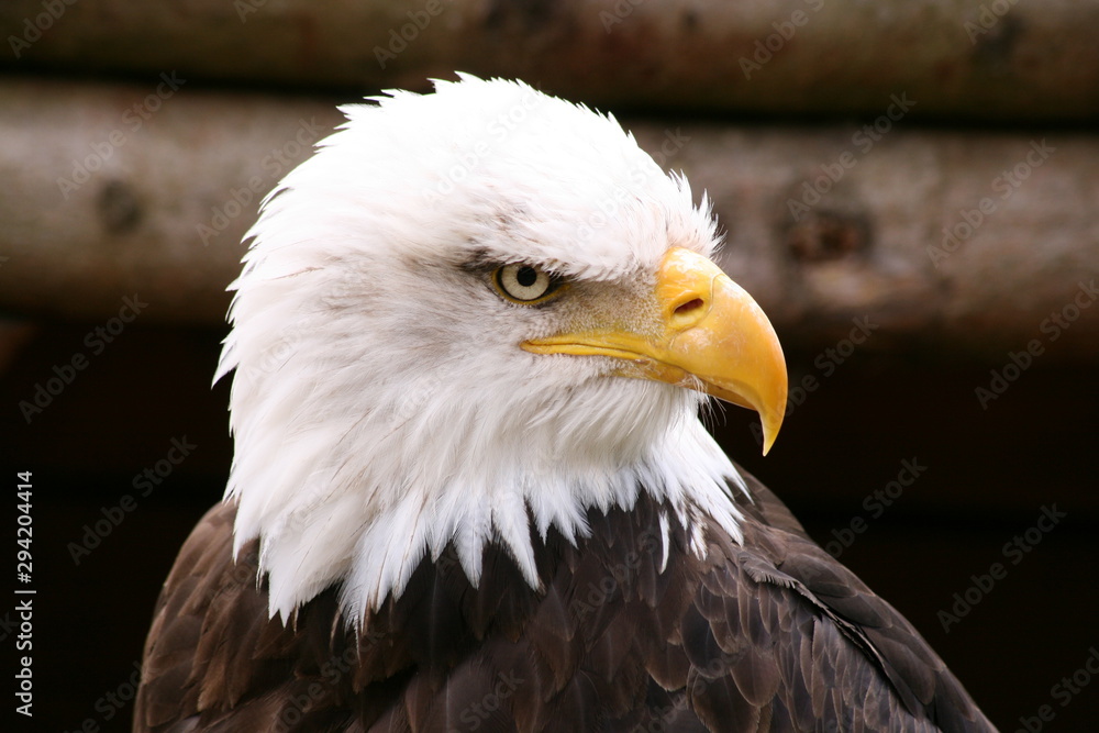 Fototapeta premium Portrait of a bald eagle