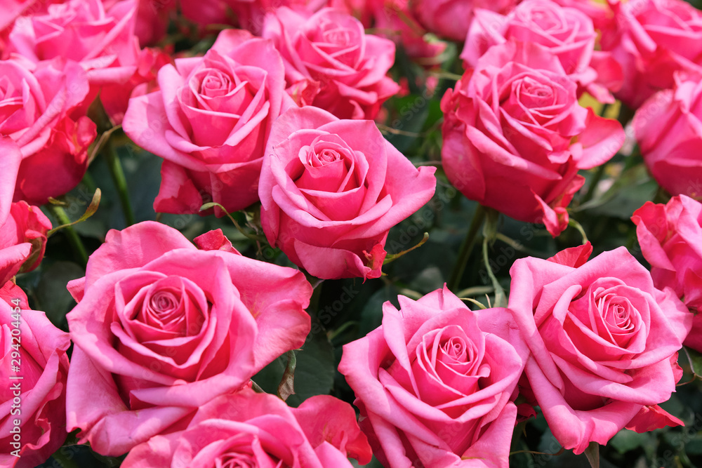 Beautiful pink roses close up as a natural background. Beautiful pink roses close up as a natural background.