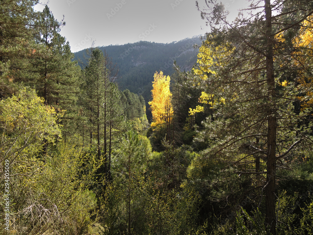 Las hojas amarillas de otoño brillan con la luz del sol en el Parque Natural del Alto Tajo. Castilla la Mancha. España