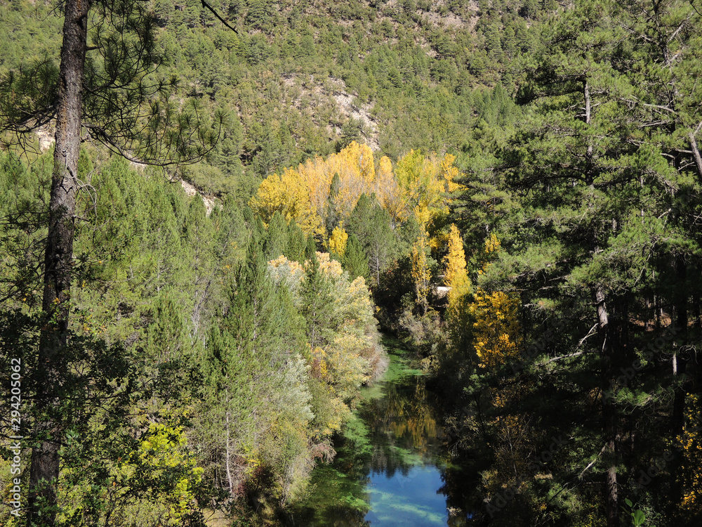 Las hojas amarillas de otoño brillan con la luz del sol en el Parque Natural del Alto Tajo. Castilla la Mancha. España