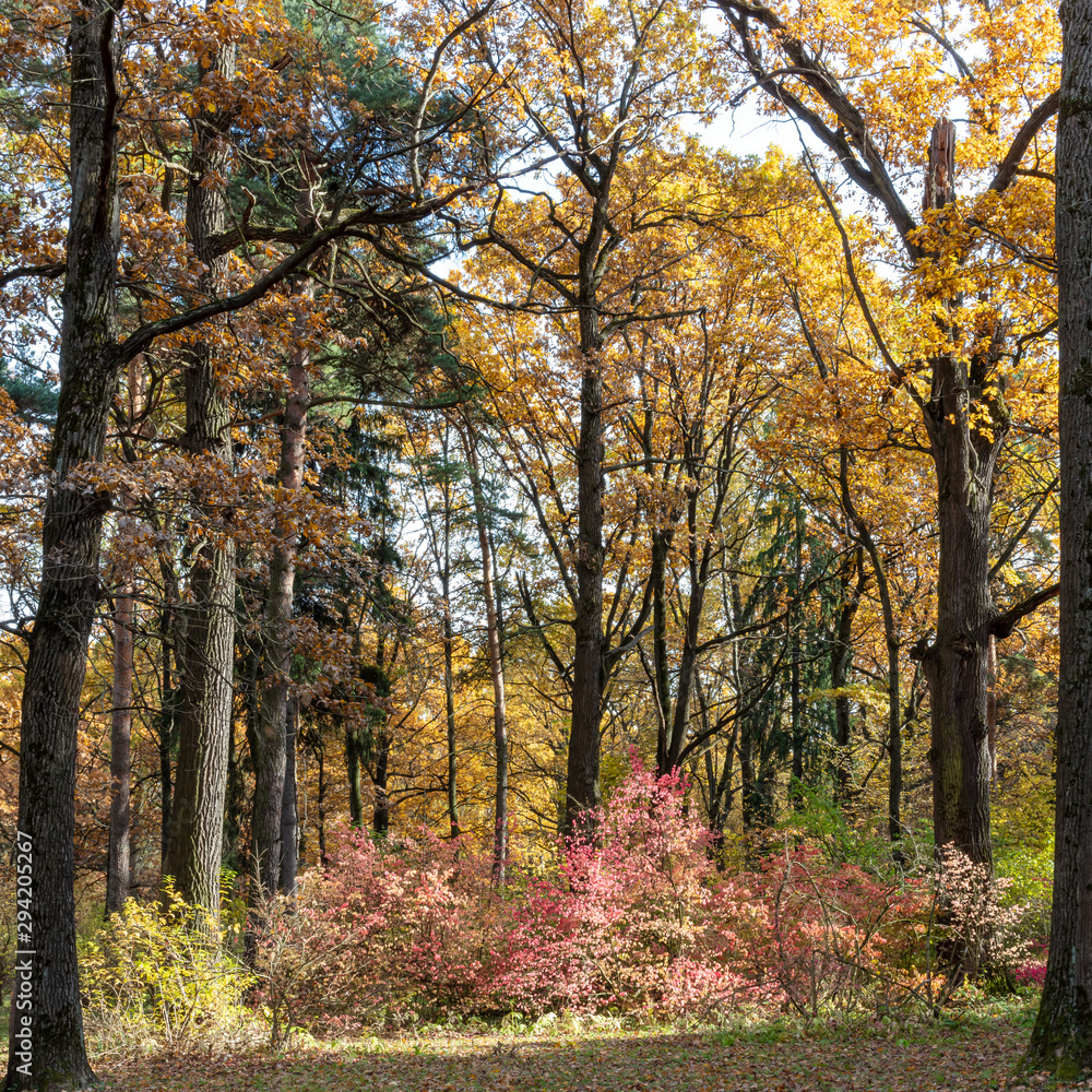 Botanical Garden. Autumn. Colorful leaves.