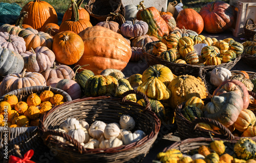 Autumn background with pile ripe pumpkins. Autumn harvest, fall vegetables. Decorative pumpkins