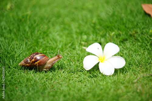 The snail and Plumeria flower.