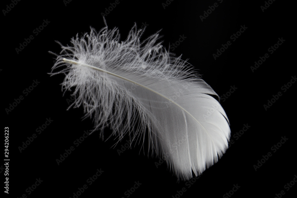 Obraz premium Single white feather isolated on black background