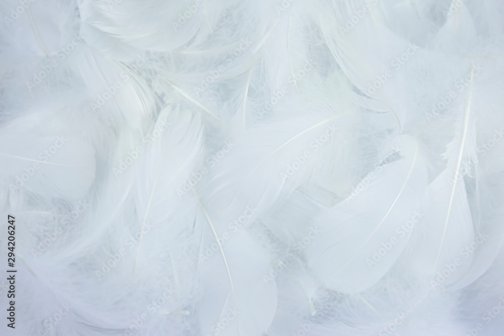 Obraz premium Soft white feathers background