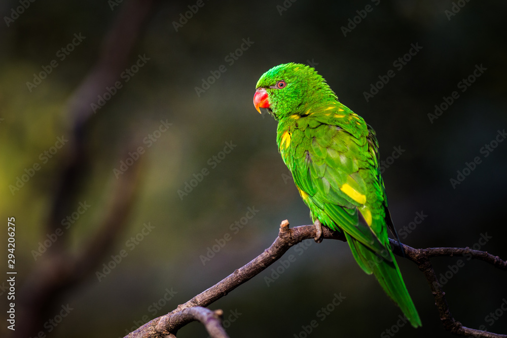 Lori lorikeet