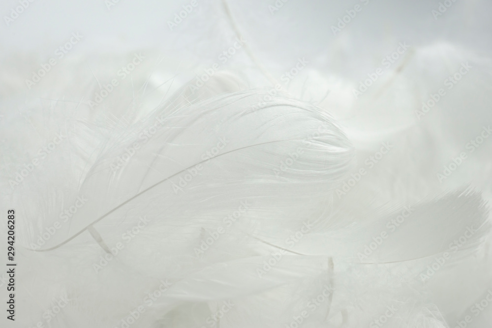 Obraz premium t white feathers background