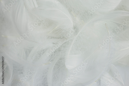 soft white feathers background