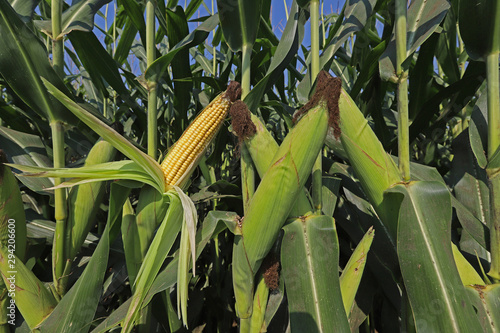 corn field