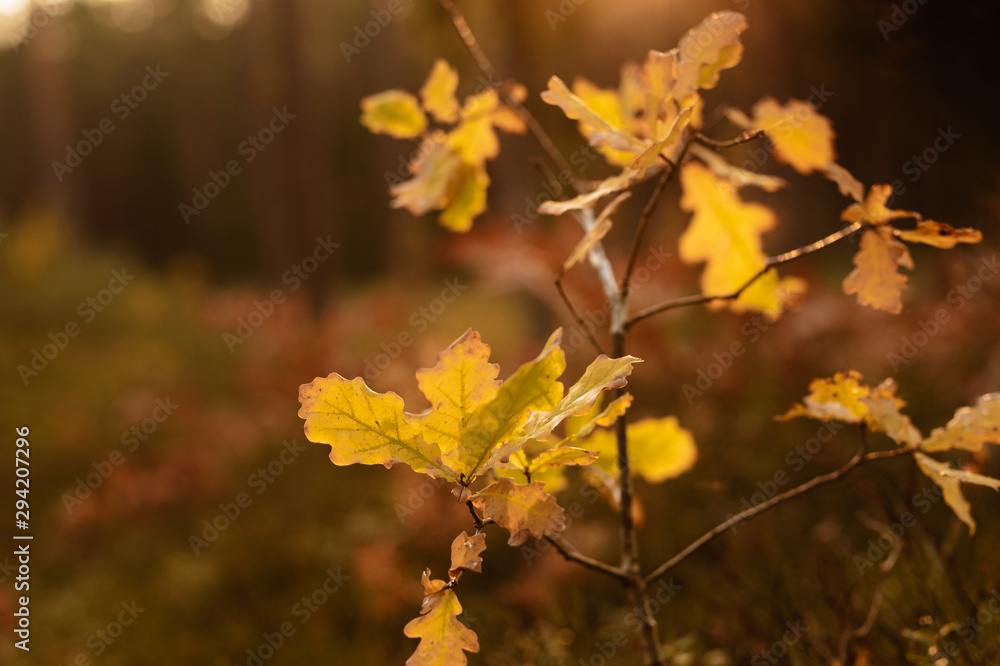 Yellow Oak leaves in autumn in forest, closeup, shallow depth of field. Evening sun lit. Yellow Oak leaves in autumn in forest, closeup, shallow depth of field. Evening sun lit.