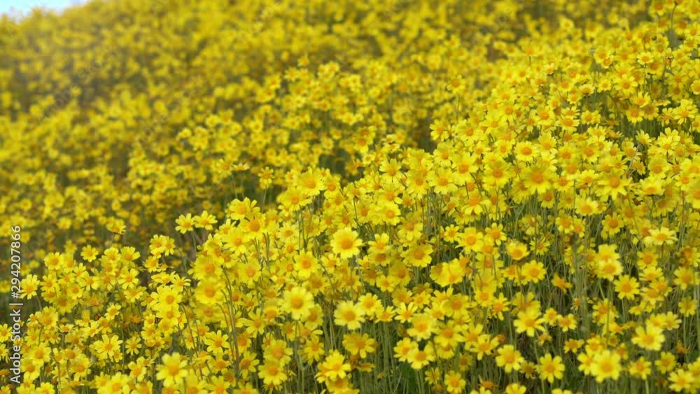 California Goldfields Flowers Closeup Super Bloom Carrizo Plain NM 02 California Goldfields Flowers Closeup Super Bloom Carrizo Plain NM 02