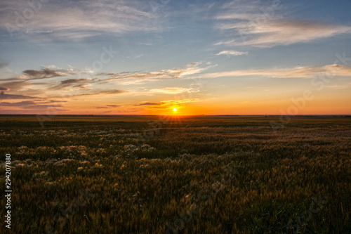 Field Sunset
