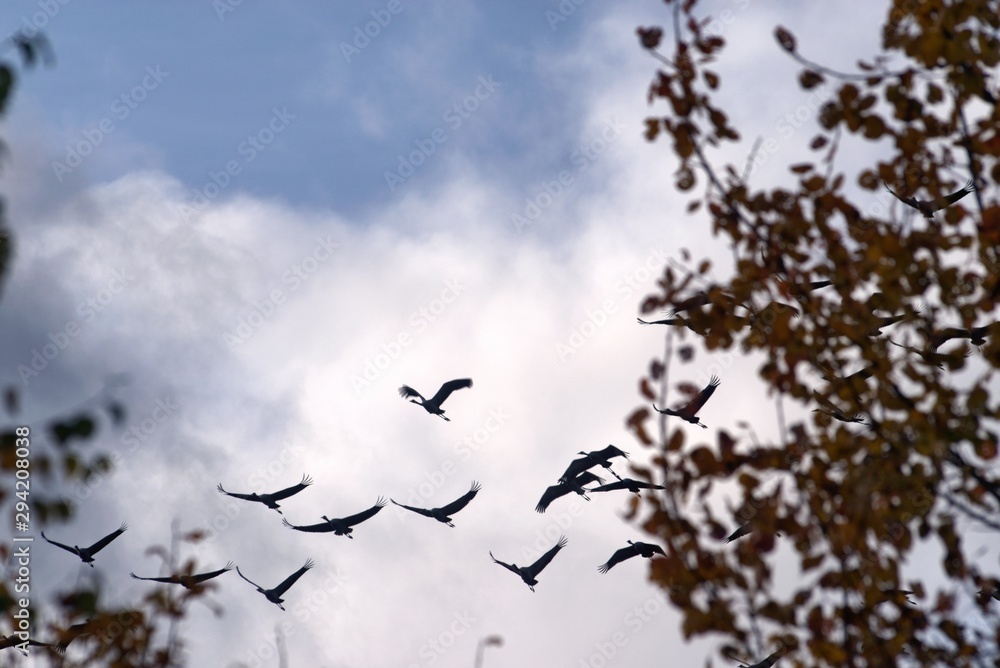 Russia, Yaroslavl oblast, incidunt, fuga grues ad Meridiem Russia, Yaroslavl oblast, incidunt, fuga grues ad Meridiem