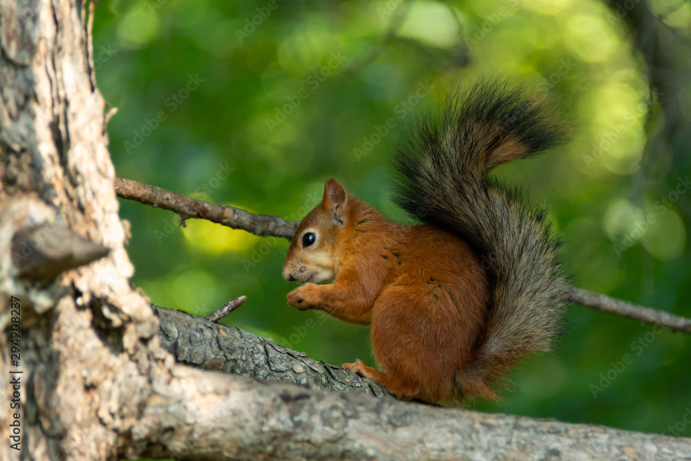 A fairy-tale squirrel eating some food in closeup A fairy-tale squirrel eating some food in closeup