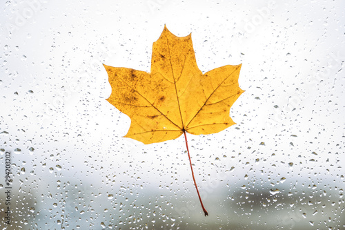 Fallen maple lonely leaf on the window with raindrops in the autumn day. loneliness concept.