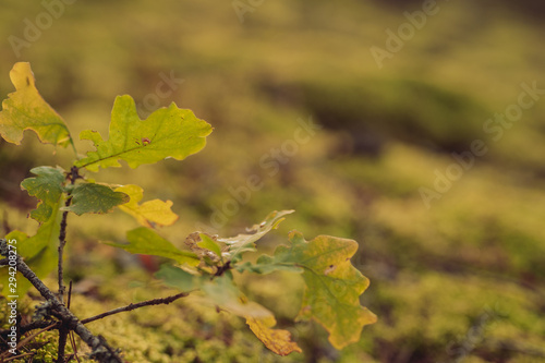 Green Oak leaves in autumn in forest, closeup, shallow depth of field. Evening sun lit. 