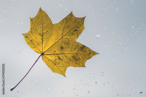 Fallen maple leaves on the window with raindrops. Autumn concept