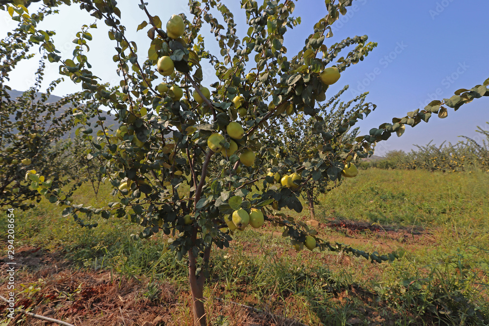 Fototapeta premium Quince orchard