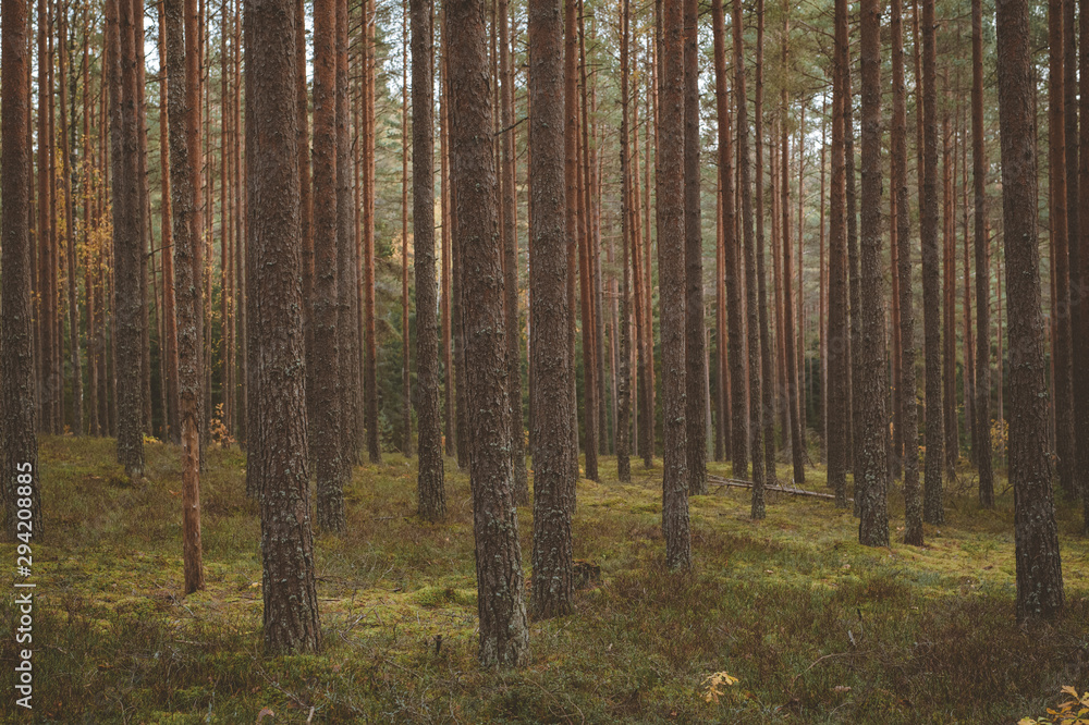 Obraz premium Jesienne drzewa leśne z mchem i wieczornym słońcem. Natura zielone światło słoneczne drewna w tle. Zabytkowy styl.
