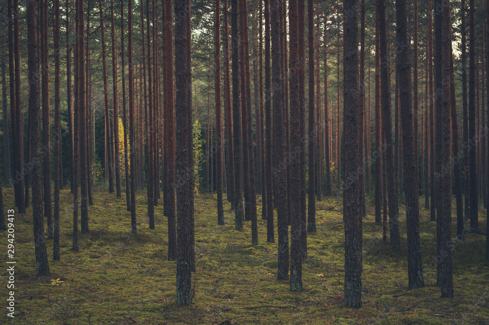 Autumn forest trees with moss and evening sun. Nature green wood sunlight in background. Vintage style.