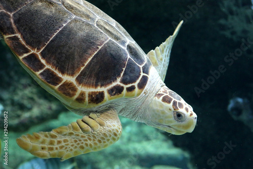 Tortues Tropicales