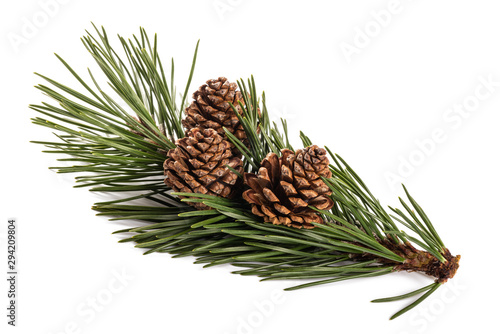 mugo pine photo
