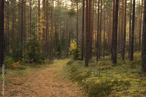 A path into Autumn forest, trees with moss and evening sun. Nature green wood sunlight in background.