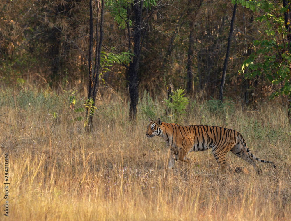 Tigress Sukri Bodi Female at Tadoba,Maharashtra,India Tigress Sukri Bodi Female at Tadoba,Maharashtra,India