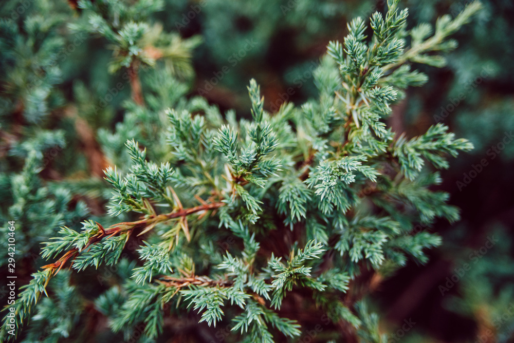 green juniper branches background, close up horizontal stock photo image
