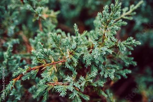 Obraz na płótnie green juniper branches background, close up horizontal stock photo image w salonie