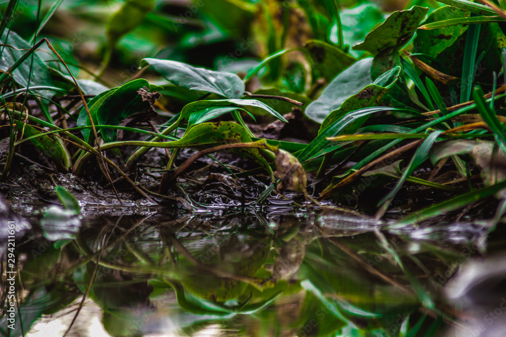 Plants with green leaves in a swamp Plants with green leaves in a swamp