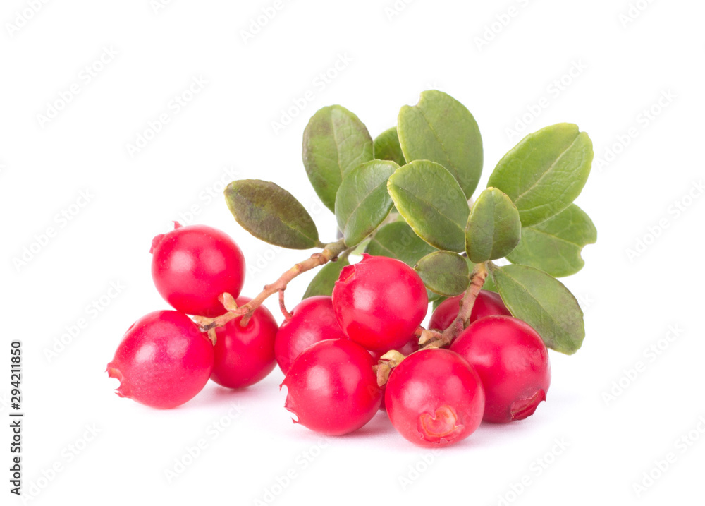 Fresh red berry: hand-picked forest Cowberry isolated on white background