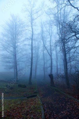 Mystical foggy forest in late Autumn